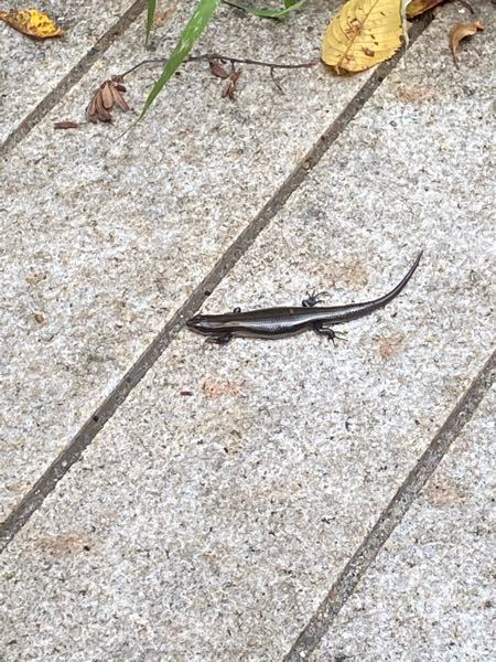 都内の家の外にヤモリ？イモリ？にしては蛇のような魚のようなのが居 