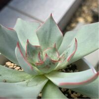 多肉植物のハダニ殺虫剤の混用について質問です ハダニ殺虫剤はコ Yahoo 知恵袋