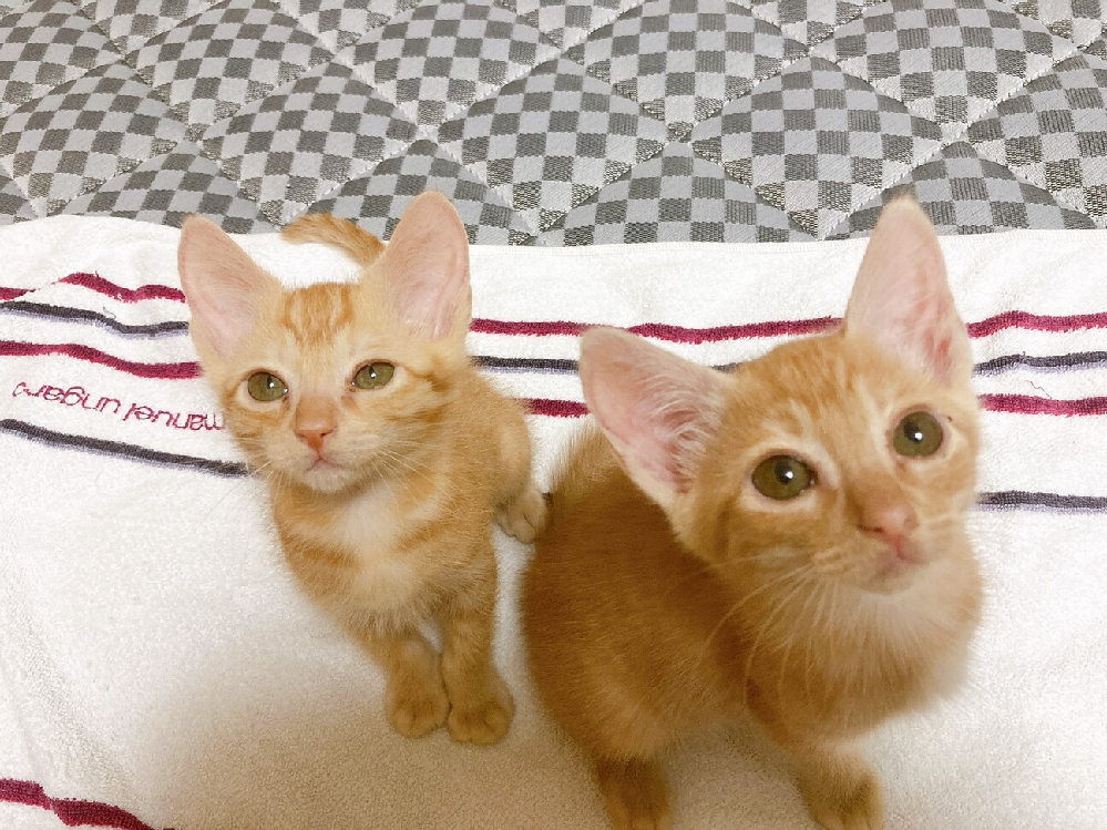 トルコで日本人が猫を食べたニュースがありましたが トルコはイス Yahoo 知恵袋