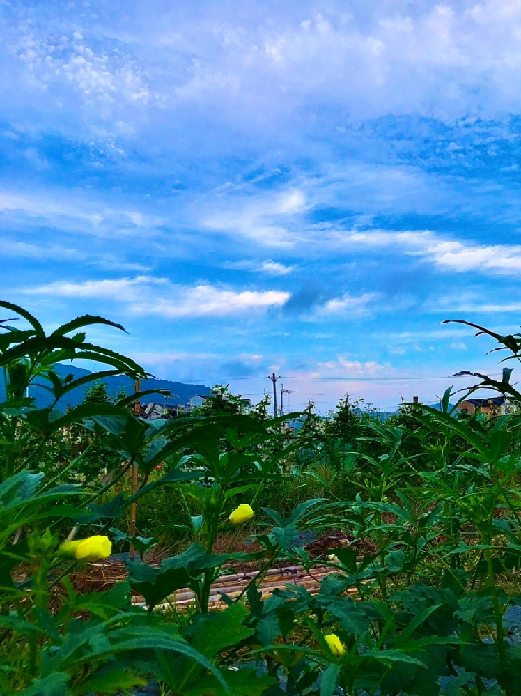 八重咲インパチェンスフィエスタローズを春から育て始めた初心者です 3 Yahoo 知恵袋