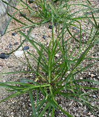 この草の名前を教えてください 根が固くて中々取れないし 除草剤でも枯れにく Yahoo 知恵袋