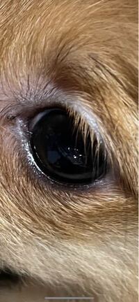 今日の昼頃生後3ヶ月の子犬の目に透明の何かがありました いつから Yahoo 知恵袋