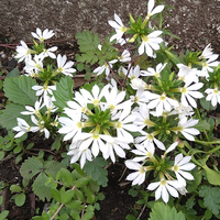 この花の名前を教えてください 青森県十和田市の ある家庭の庭にあった花です Yahoo 知恵袋