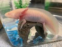 ウーパールーパーの体の斑点について 約15センチのリューシを飼っているので Yahoo 知恵袋