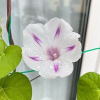 朝顔が開花しました 詳しい方 こちらの品種を教えてください Yahoo 知恵袋