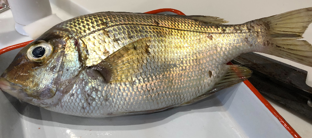 この魚の名前は一体なんでしょうか メイチダイでは Z Yahoo 知恵袋