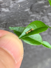 アゲハ蝶を育てたくて鉢植えで柚を育てています いくつか卵から幼虫がかえった Yahoo 知恵袋