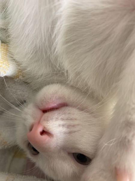 猫がいつからか口が半開きになっていました。触るとにゃんと言って 