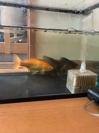金魚についてです 黒いデメキンとオレンジの金魚を水槽で親が飼育してい Yahoo 知恵袋