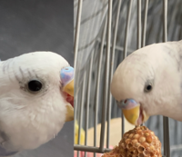 インコの目が片方ずつ少し違います 今まで気づいてなかったのですが 多分ずっ Yahoo 知恵袋