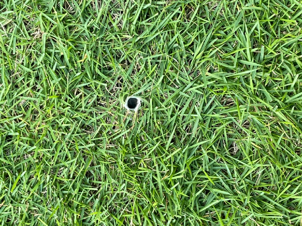 芝生の害虫 黄金虫の駆除方法を教えて下さい スミオチンは卵の段階では Yahoo 知恵袋