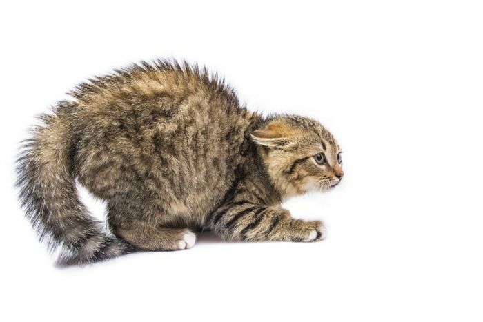 トルコで日本人が猫を食べたニュースがありましたが トルコはイス Yahoo 知恵袋