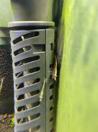 ミナミヌマエビの背中に白いラインがはいりましたこれは何ですか あ Yahoo 知恵袋