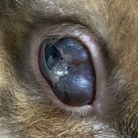 兎さんの右目の目のふちから白い膜のような物が出てきたんですけど ちょっと下瞼を Yahoo 知恵袋