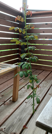 一階の鉢植えのピエールドロンサールのベーサルシュートの処理について困ってい Yahoo 知恵袋