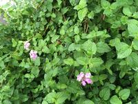 ミントっぽいハーブ これの種類は何でしょうか 紫色の花が咲いてい Yahoo 知恵袋
