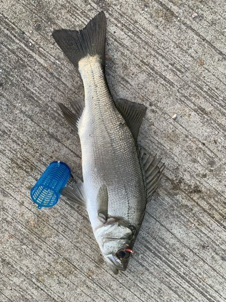 サビキでなんかでかいヤツ釣れました。 - なんて言う魚で食べれますか 