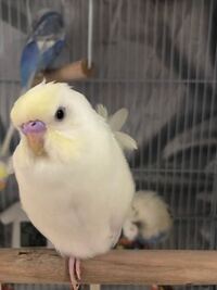 この子の性別を教えてください 羽衣セキセイインコのダブルファクタ Yahoo 知恵袋