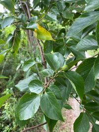 この木の実が生っている植物はなんですか エノキです 秋深まると赤く熟し Yahoo 知恵袋