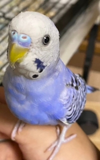このセキセイインコ 産まれて5ヶ月ですが 鼻は青っぽいですが鼻の Yahoo 知恵袋