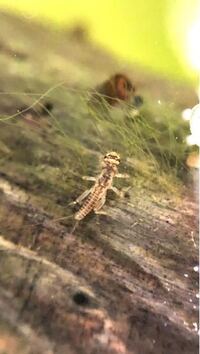 カワゲラの幼虫でしょうか 自宅ベランダのメダカ鉢にいました もし可能 Yahoo 知恵袋