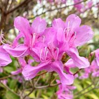 この花の名前がわかる方いますか コバノミツバツツジに似ていますが Yahoo 知恵袋