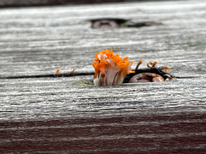 鎮魂という花言葉を持つ花はイチョウ以外にありますか 花言葉の逆引き辞典 Yahoo 知恵袋