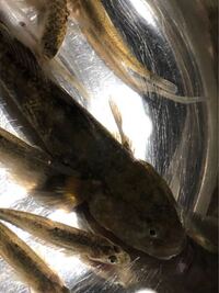 魚に詳しい方教えて下さい 子供が川で釣ったのですが これ Yahoo 知恵袋