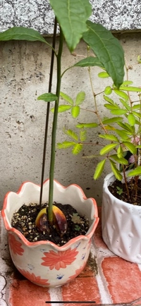 アボカドの種を水で育てていましたが 芽が出て30センチくらいになり 根もしっか Yahoo 知恵袋