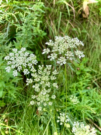 このセリ科 の花は何ですか ノラニンジンに見えます Yahoo 知恵袋