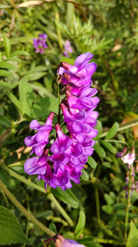 鉢に植えたキュウリが雄花ばかりです 原因は何でしょうか Yahoo 知恵袋