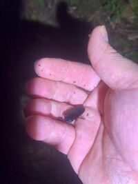 このゴキブリはオオゴキブリの幼虫ですか それともサツマゴキ Yahoo 知恵袋