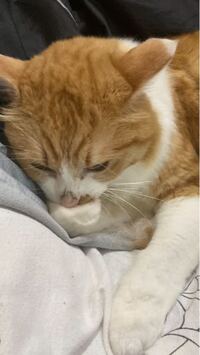 うちの猫の鼻がすごく汚いです 現在1歳11ヶ月なのですが Yahoo 知恵袋