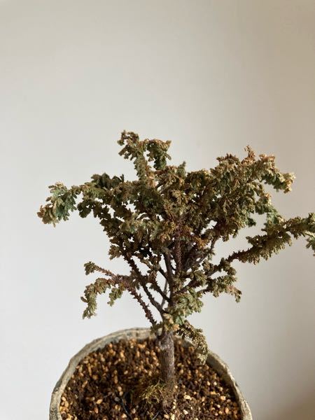 石化ヒノキの茶色化対策を教えてください - 初心者です保管は軒下水