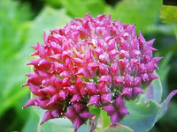 こちらのお花の名前と花言葉を教えていただきたいです 遠方に1人で住ん Yahoo 知恵袋
