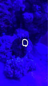 至急 サンゴを購入しました 水槽に入れて2時間ほど経つのですがほ Yahoo 知恵袋