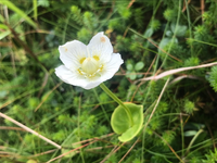 花の名前を教えてください 9月初旬 山で撮りました よろしくお願 Yahoo 知恵袋