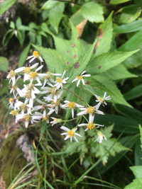 花の名前を教えてください 9月初旬 山で撮りました よろしくお願 Yahoo 知恵袋