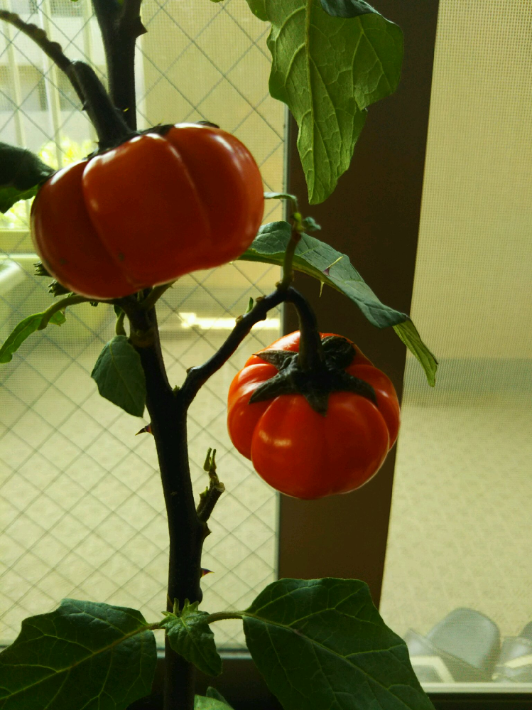 これ何という木ですか 1年しかもちませんか 観賞用ナス ハ Yahoo 知恵袋