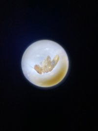 新築に虫が大量発生しています 名前が分かる方教えて下さい 出現場所はフロー Yahoo 知恵袋