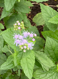 この花の名前は何でしょうか 公園の花壇に咲いていました 詳しい方 是非教え Yahoo 知恵袋