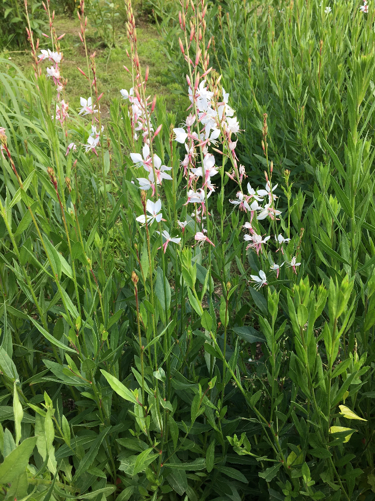 クレマチスの移植について 教えていただけないでしょうか もう Yahoo 知恵袋