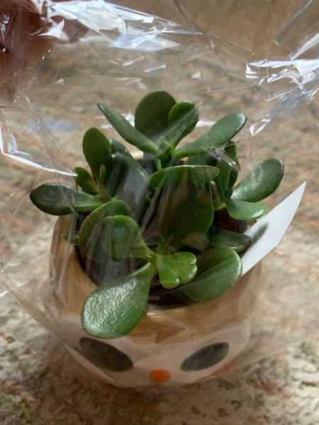 胡蝶蘭の葉焼してしまった後の対策を教えて下さい 夏の直射日光 Yahoo 知恵袋