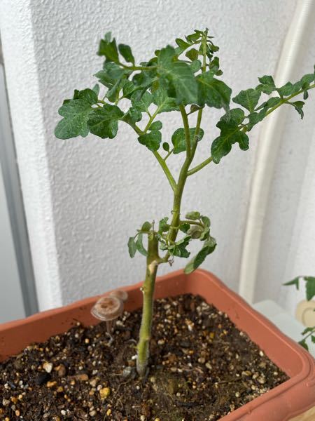 胡蝶蘭の葉焼してしまった後の対策を教えて下さい 夏の直射日光 Yahoo 知恵袋