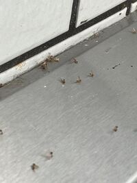 この羽虫の名前は何ですか 泣 家の周りで大量に発生してとうとう2階に Yahoo 知恵袋