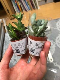 育て方わからないのに多肉植物を衝動買いしてしまいました このまま水を上げて Yahoo 知恵袋