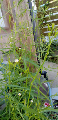 この花は何 これから咲くサルビアに混ざり 一足早く咲いたこの小花は何ですか Yahoo 知恵袋