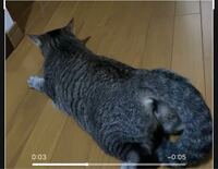 1歳ちょっとになる猫がいるのですが ここ2 3日 普段は鳴かないのに鳴 Yahoo 知恵袋