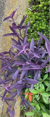 道端に生えていたこの紫の植物の名前教えて下さい ムラサキゴテンです ピ Yahoo 知恵袋