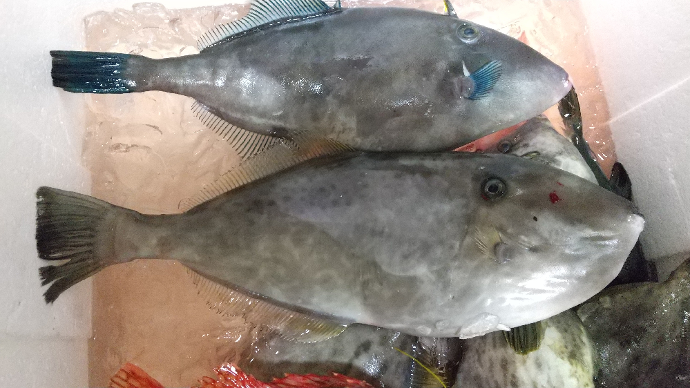 この魚はギマでしょうか ギマの存在は知ってたのですが Yahoo 知恵袋